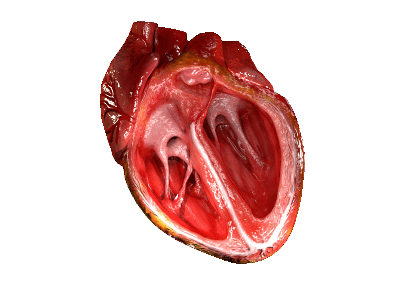 Corazón - Wikipedia, la enciclopedia libre