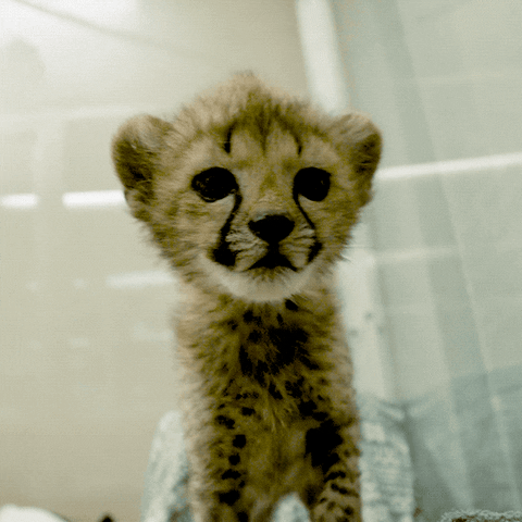Zoo-animals GIFs - Get the best GIF on GIPHY