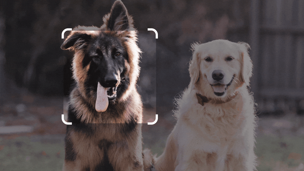 Animation showing photo of two dogs, then a Bard prompt asking to create a funny story starring the dogs.