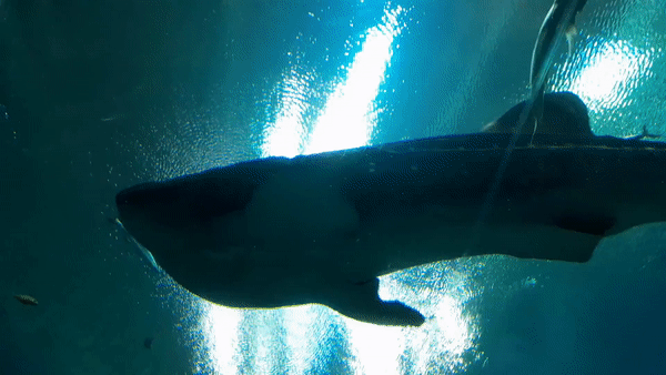 Georgia Aquarium - December 30, 2019.