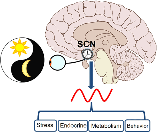 Figure 1. Organization of the circadian system. In mammals, including  the... | Oxford Research Encyclopedia of Neuroscience