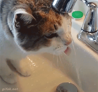 cats gifs Page 213 | WiffleGif