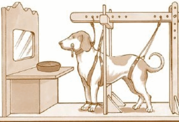 Pavlov Dog