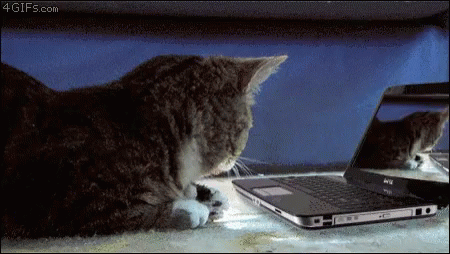 Cats Go GIF - Cats Go To GIFs