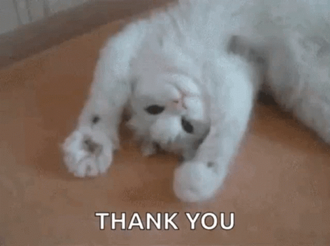 Funny Thank You Cute Cat GIF | GIFDB.com