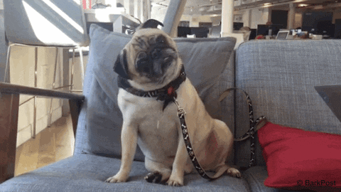 Question Mark What GIF by The BarkPost