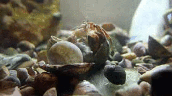 Just a hermit crab (Pagurus prideaux) slowly... - Marine Science in a Drop