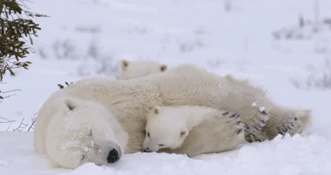 GIF of tired polar bear snoozing in the snow with two cubs