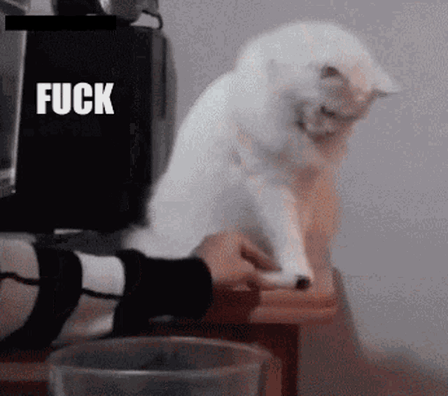 a white cat sitting on a table with the word fuck in the corner