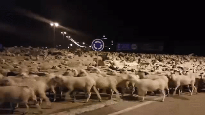 Ovejas sueltas entrando en Huesca 2 on Make a GIF