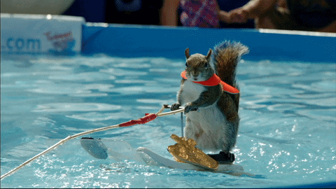 Watersports GIFs - Get the best GIF on GIPHY
