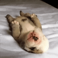 Cutest-puppy-ever GIFs - Get the best GIF on GIPHY