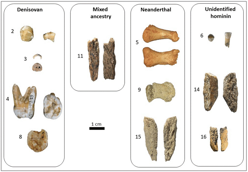 Images of 11 fossils from Denisova Cave with their numbers Images of 11 fossils from Denisova Cave with their numbers