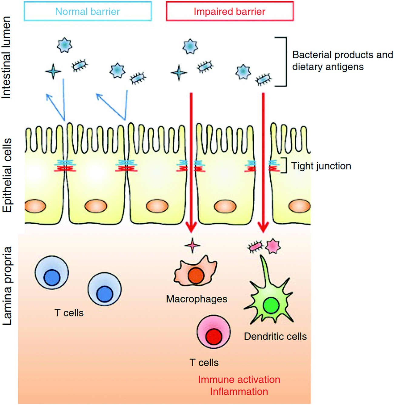 Biomaterial–tight junction interaction and potential impacts - Journal of  Materials Chemistry B (RSC Publishing) DOI:10.1039/C9TB01081E