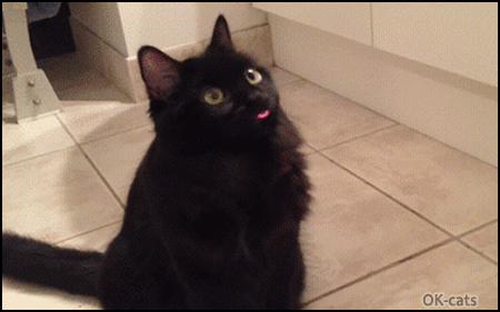 Funny kitty, cute *BLEP* • Cat GIF Website