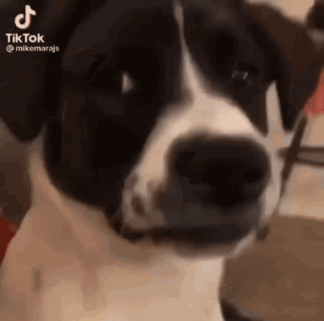 Dog Side GIF - Dog Side Eye - Discover & Share GIFs