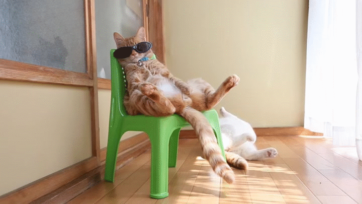 サングラスを掛けて椅子に座る猫 Cat sitting in a chair 2015#4 on Make a GIF