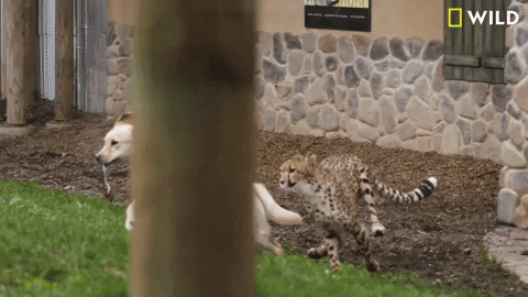 Yellow Lab Cheetah GIF by Nat Geo Wild - Find & Share on GIPHY