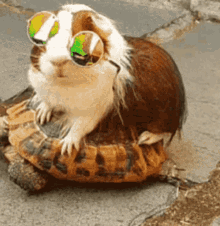 Guinea Pigs GIFs | Tenor