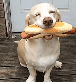 Stoned-dog GIFs - Get the best GIF on GIPHY