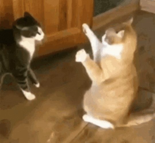 Cute Animals Cat Freeze Fall Funny GIF | GIFDB.com