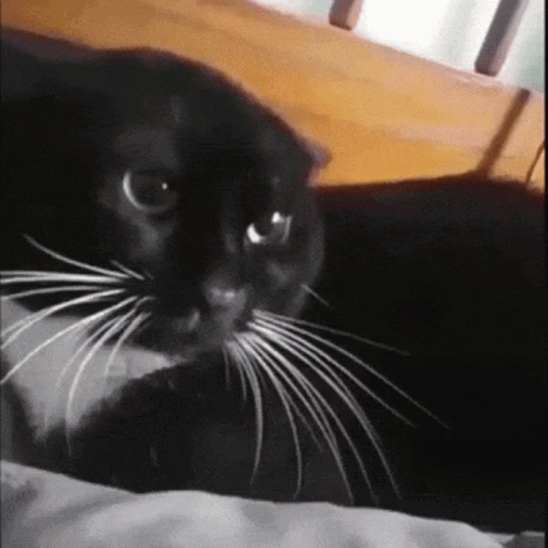 Cat Cat Violence GIF - Cat Cat Violence Finger In Mouth - Discover & Share  GIFs