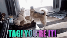 Tag Your It GIFs | Tenor