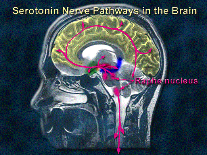 Image result for neurotransmitters Image result for neurotransmitters