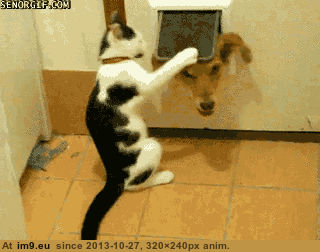GIF #Cats #Gifs #But #Upload #Crashed #Cat #All, 2005899B – My r/CATS favs