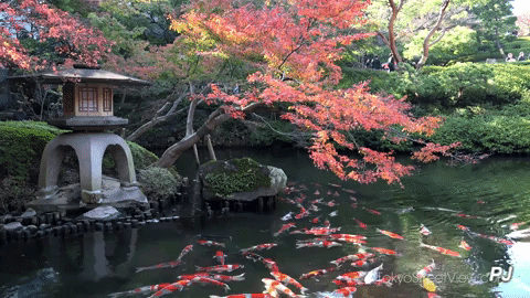 This may contain: a pond filled with lots of koi fish next to a tall building surrounded by trees