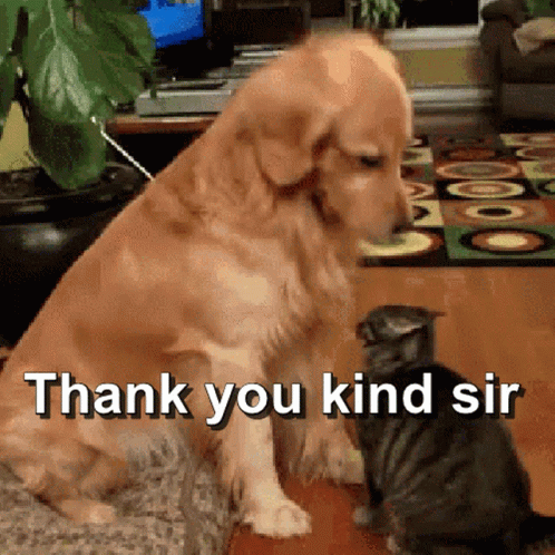 Thank You Kind Sir Ty Kind Sir GIF - ThankYouKindSir TyKindSir Ty -  Discover & Share GIFs | Funny thank you, Thank you gifs, Thanks gif