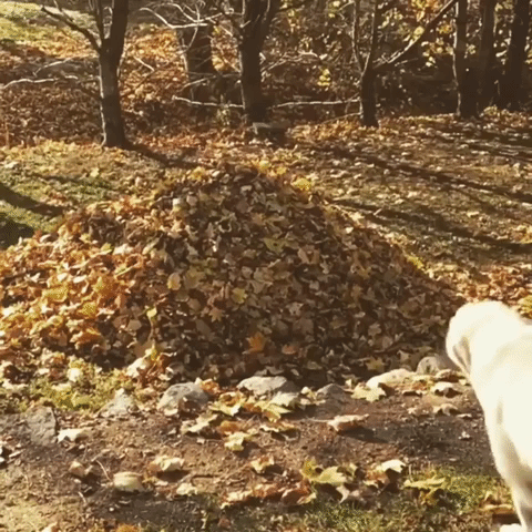 A dog jumps into a pile of leaves