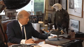 Eagle Attacks Trump GIF - Trump Eagle Attacks - Discover & Share GIFs