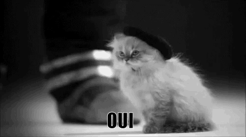 Depressed French Cat GIFs | Tenor