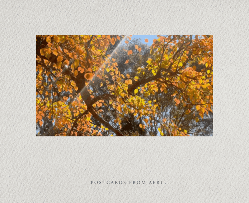 A GIF of a tree with bright orange and yellow leaves and some sunshine spilling through.