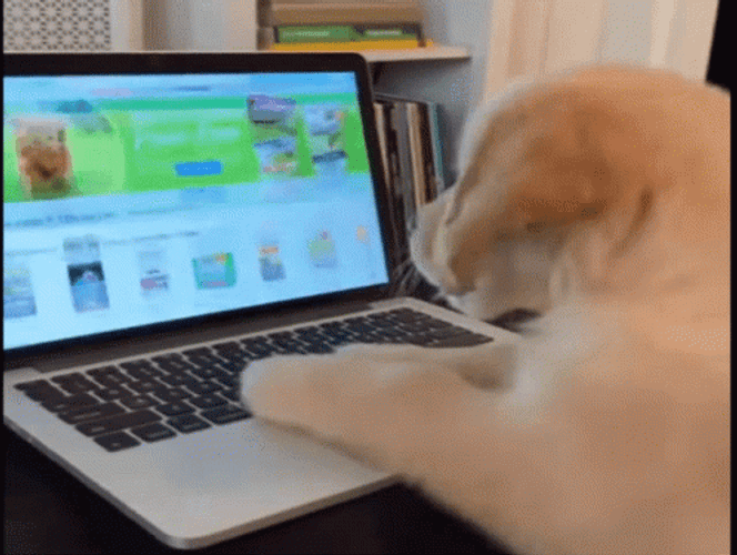 Cute Dog Busy Working Laptop GIF | GIFDB.com