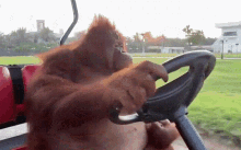 Monkey Driving GIFs | Tenor