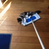Animated gif of swiffering a hardwood floor. One cat has grabbed the swiffer and is being pulled along. Another comes out grabs on and is being pulled alongside him.