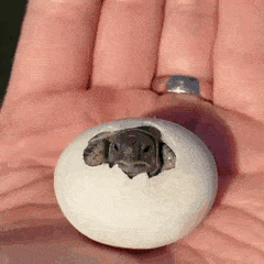 Top 30 Egg Hatching GIFs | Find the best GIF on Gfycat