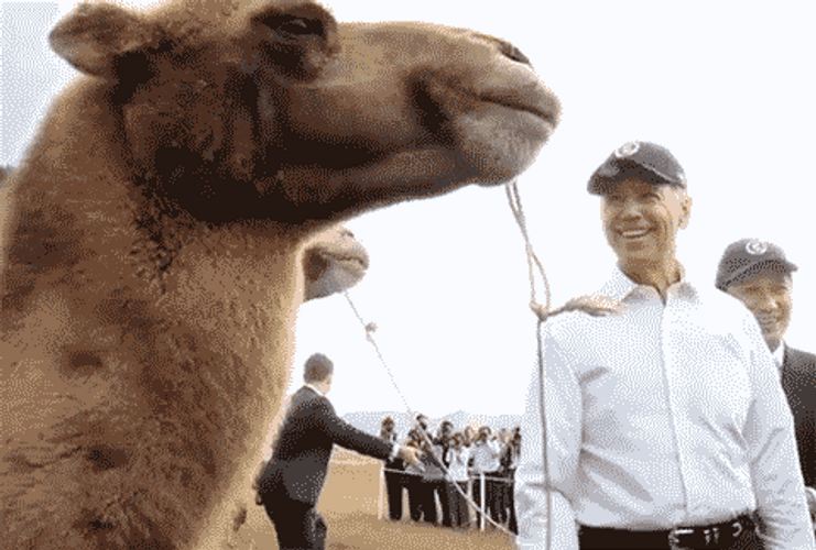 Camel GIFs | GIFDB.com