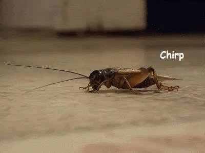 Crickets GIF - Crickets CricketsChirping Silence - Discover & Share GIFs