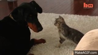 Dog Vs Cat: Cute 'Ninja' Kitten Shows Doberman Who's Boss on Make a GIF