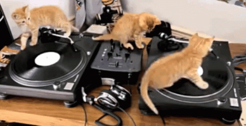 DJ Cats GIF - DJ Cats Music - Discover & Share GIFs | Cats, Cat gif, Kitten  pictures