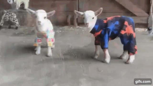 Goat Kid Pajama Party animated gif