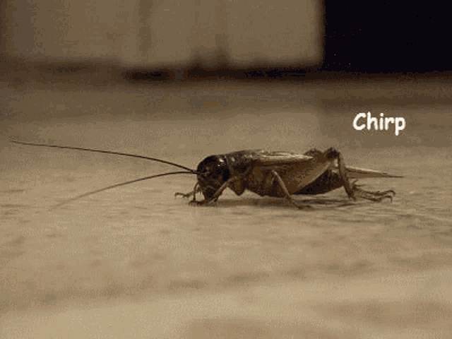 Cricket Chirping GIFs | Tenor