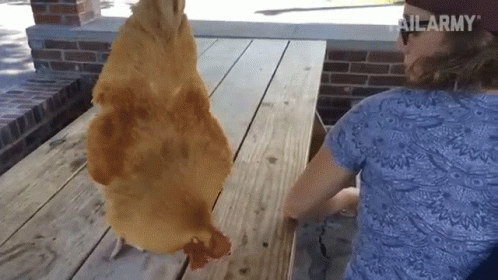 Chicken pecking girl