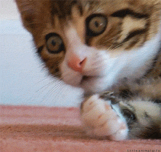21 Hilarious Cat GIFs in Honor of Cat Day | Glamour