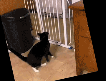 animated gif of a black cat with white paws bouncing up and down as it indecisively attempts to jump over a baby gate in a doorway, then finally gives up and simply walks between the bars.