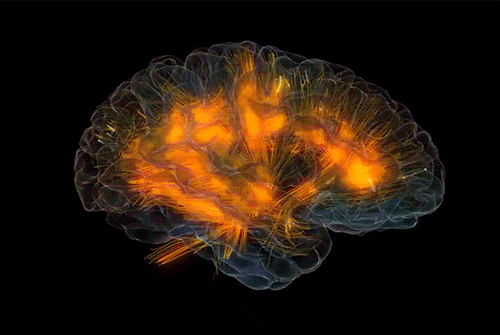 Brain GIFs - Find & Share on GIPHY | Brain images, Cognitive bias,  Neuroscience