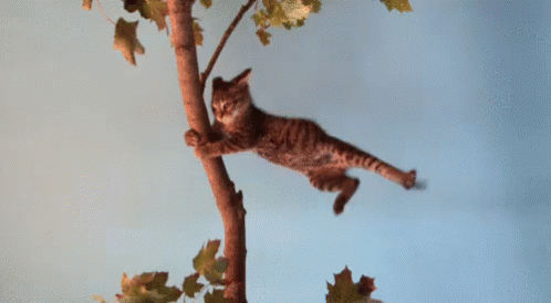 Windy GIF - Windy Cat Holding On - Discover & Share GIFs